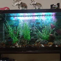 آکواریم با تجهیزات کامل