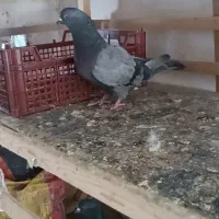 یه جفت سبز اصیل|پرنده|ریگان, |دیوار