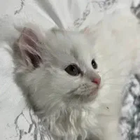 گربه پرشین