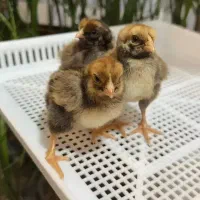 تخم نطفه دار از شما