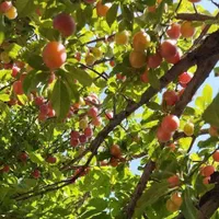 لواشک سنتی آلوچه|خوردنی و آشامیدنی|تهران, یافت آباد جنوبی|دیوار