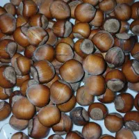 فندق درشت و مرغوب ییلاقات رودسر