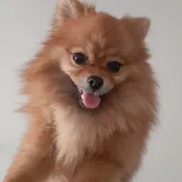 توله پامرین خرسی ماده ۷ ماهه اصیل