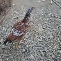 مرغ لاری