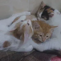 واگذاری بچه گربه