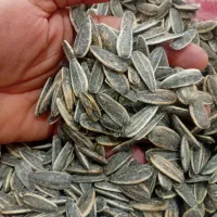 تخمه افتابگردون درجه یک