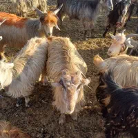 بز،چپش|حیوانات مزرعه|شهرکرد, |دیوار