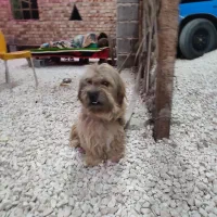 سگ باهوش|سگ|مرودشت, استادیوم|دیوار