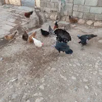 مرغ فروش|حیوانات مزرعه|آبدانان, |دیوار