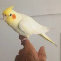 عروس هلندی ماده