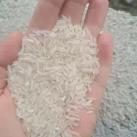 برنج طارم امساله