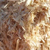 کاه گندم سفیدونرم ویونجه تضمینی