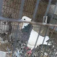 طوقی و کله ای