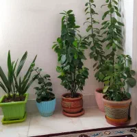 گل‌های طبیعی زیبا و بزرگ قیمت توافقی|گل و گیاه طبیعی|محمدشهر, شهرک پیام (مهرالبرز)|دیوار