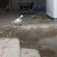 کبوتر