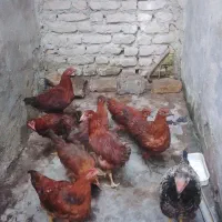 مرغ ماکیان محلی