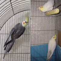 عروس هلندی تکی و جفت ،سیامون، لوتیتو، سخنگو،قفس