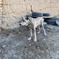 کوچ آینده دار