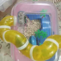 یک جفت همستر باردار با 6 بچه و تمامی وسایل