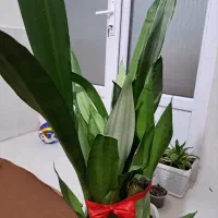 سانس مهتابی|گل و گیاه طبیعی|بندرعباس, |دیوار