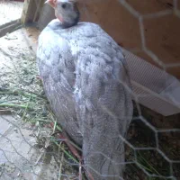 یک عدد مرغ شاخدار