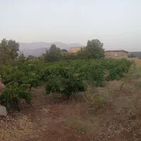 فروش باغ انگوری در روستای کریک