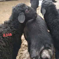 بره قوچ هترو قره قزل
