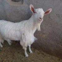 نری سانن
