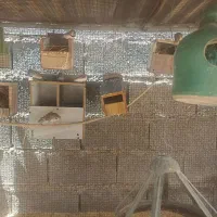 فنچ لپ سیاه و معمولی