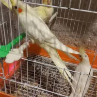 جوجه عروس هلندی لوتینو