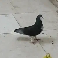 کبوتر کفتر ساده عتیقه