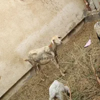 میش و بره نر ده روزه