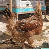 مرغ و خروس|حیوانات مزرعه|مشهد, طبرسی شمالی|دیوار