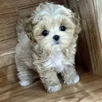 فول کیفیت با مدارک همه چیز تمام