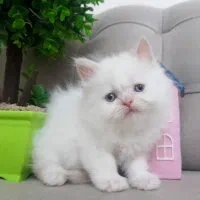 پرشین و بریتیش لانگ هیر