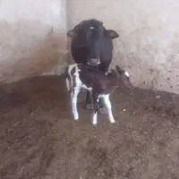 یک راس گاو رسمی با گوساله ماده