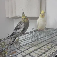 عروس هلندی جوان و دستی|پرنده|قم, پردیسان|دیوار