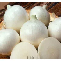 فروش پیاز غده پی اس روز کوتاه