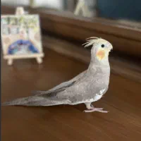 عروس هلندی نر سخنگو