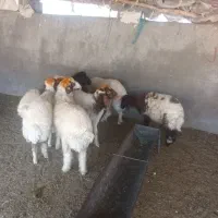 بره چاق