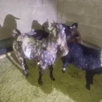 6 عدد بره 1 کهره|حیوانات مزرعه|داراب, |دیوار