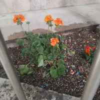 باغبانی سم پاشی تعویض خاک گلدان در تمام نقاط تهران|خدمات باغبانی و درختکاری|تهران, تجریش|دیوار