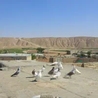 کبوتر