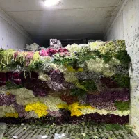 استخدام نیرو برای کار در پخش گل|استخدام خدمات فروشگاه و رستوران|شیراز, رکن‌آباد|دیوار