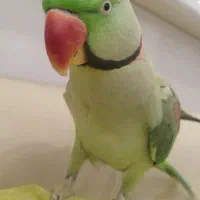 شاه طوطی سخنگو چلوندنی