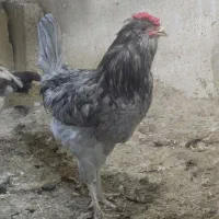 خروس گلین