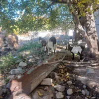 سلام دوعدد بز پاکستانی با بزغاله اش