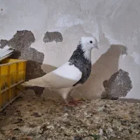 کبوتر|پرنده|جیرفت, |دیوار