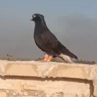 کبوتر اشعل