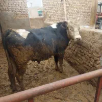 گوساله کشتاری